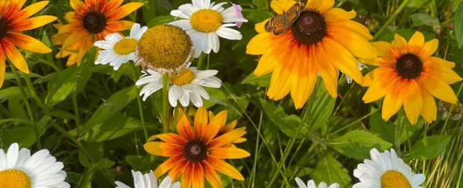 Plant Natives in Yard