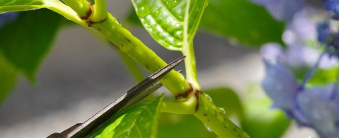 growing caring for hydrangea