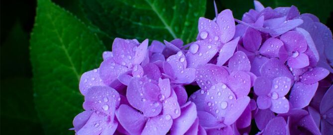 types of hydrangeas