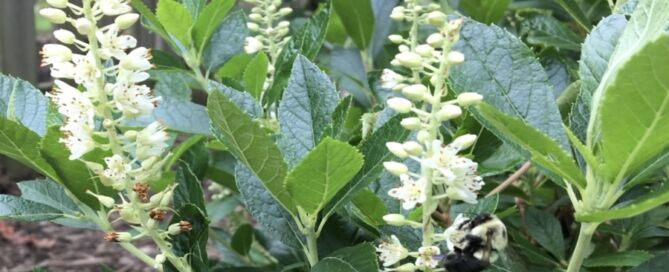 Image of Clethra alnifolia Summer Sweet flowers